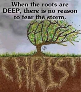 Deep Roots: Standing Firm in Life&#8217;s Storms